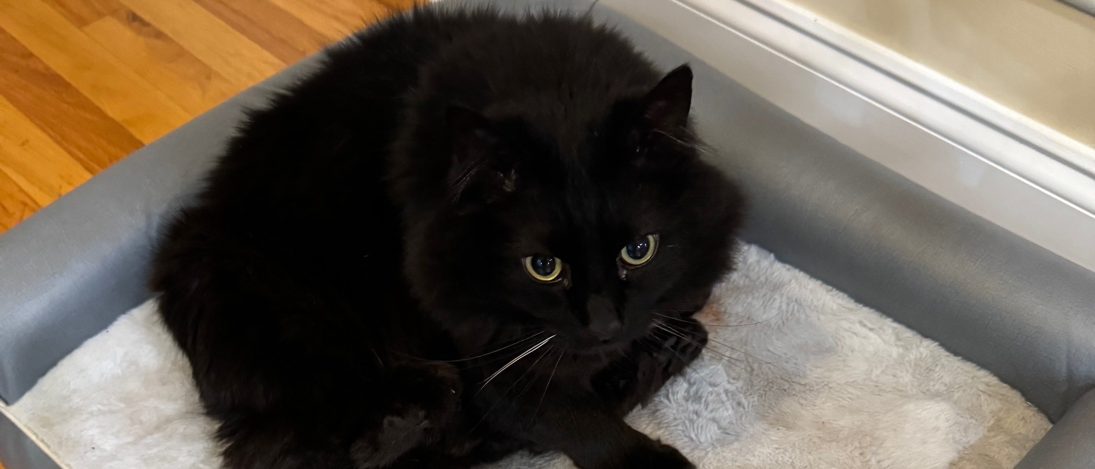 Behind the Lane - Coming Back